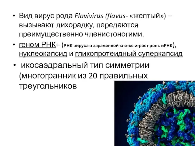 Вид вирус рода Flavivirus (flavus- «желтый») – вызывают лихорадку, передаются преимущественно членистоногими.