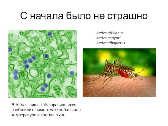 С начала было не страшно Aedes africanus Aedes aegypti Aedes albopictus В