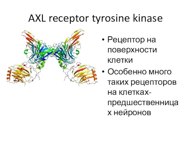AXL receptor tyrosine kinase Рецептор на поверхности клетки Особенно много таких рецепторов на клетках-предшественницах нейронов
