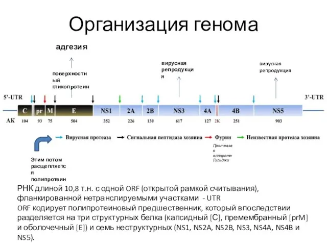 Организация генома РНК длиной 10,8 т.н. с одной ORF (открытой рамкой считывания),