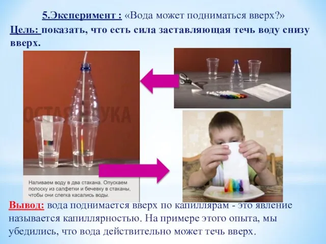 5.Эксперимент : «Вода может подниматься вверх?» Вывод: вода поднимается вверх по капиллярам