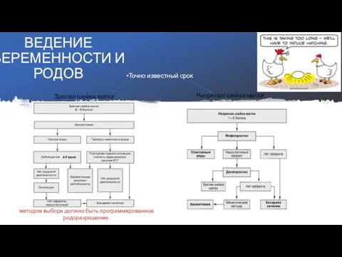 ВЕДЕНИЕ БЕРЕМЕННОСТИ И РОДОВ Точно известный срок Зрелая шейка матки Незрелая шейка