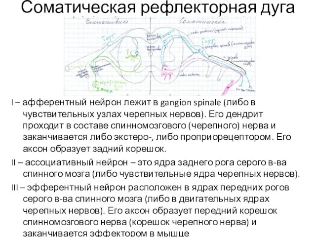 Соматическая рефлекторная дуга I – афферентный нейрон лежит в gangion spinale (либо