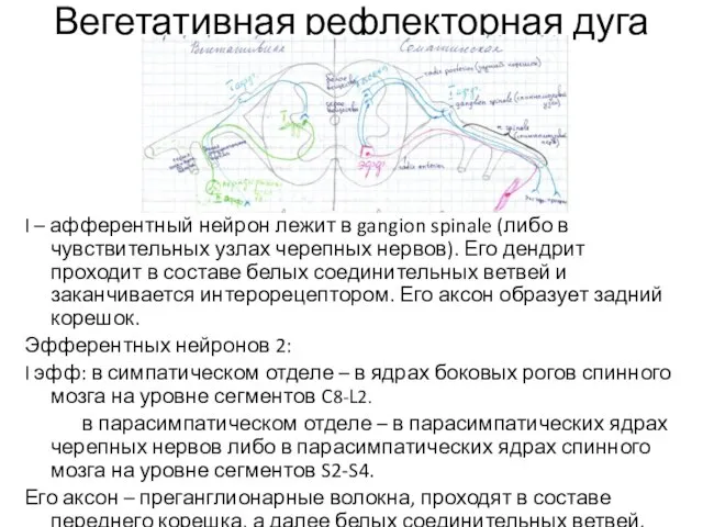 Вегетативная рефлекторная дуга I – афферентный нейрон лежит в gangion spinale (либо