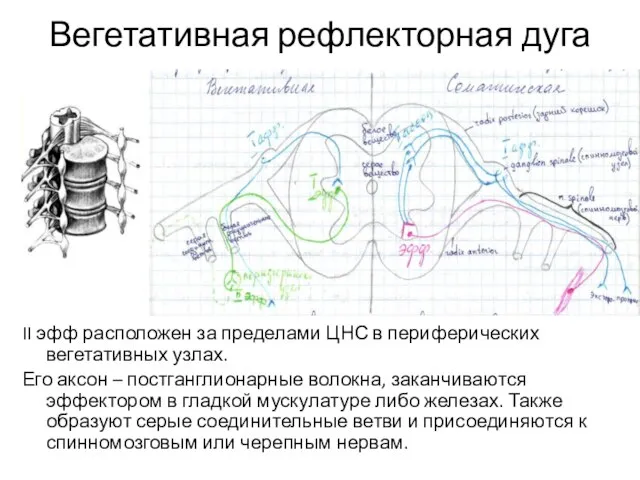 Вегетативная рефлекторная дуга II эфф расположен за пределами ЦНС в периферических вегетативных