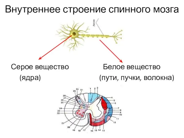 Внутреннее строение спинного мозга Серое вещество Белое вещество (ядра) (пути, пучки, волокна)