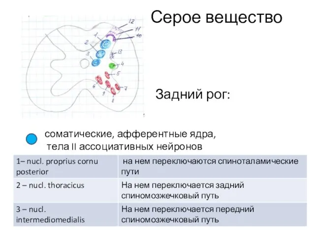 Серое вещество Задний рог: