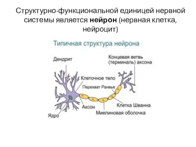 Структурно-функциональной единицей нервной системы является нейрон (нервная клетка, нейроцит)