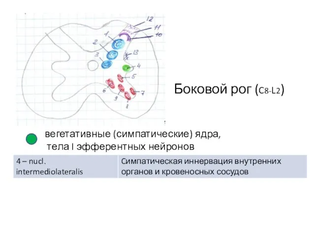 Боковой рог (C8-L2)