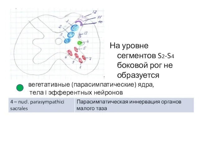 На уровне сегментов S2-S4 боковой рог не образуется