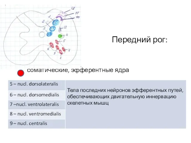 Передний рог: