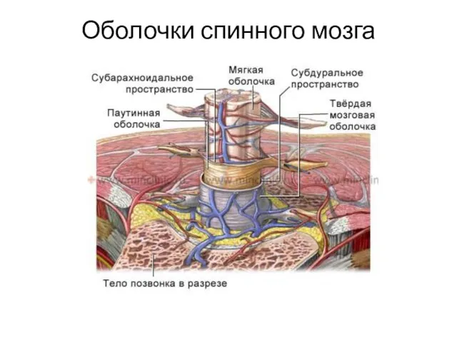 Оболочки спинного мозга