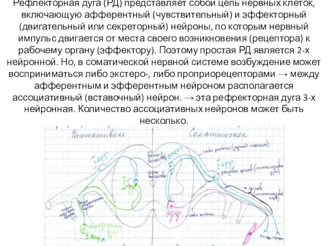 Рефлекторная дуга (РД) представляет собой цепь нервных клеток, включающую афферентный (чувствительный) и