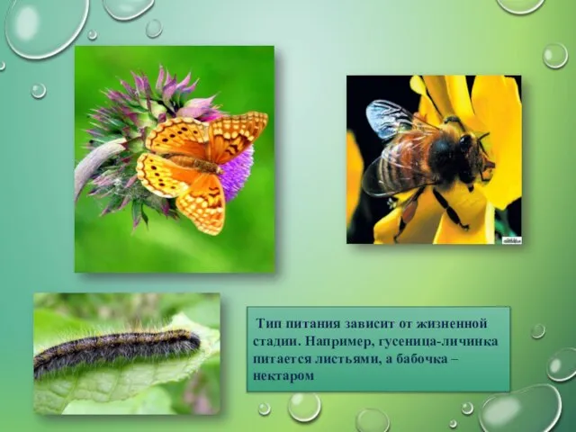 Тип питания зависит от жизненной стадии. Например, гусеница-личинка питается листьями, а бабочка – нектаром