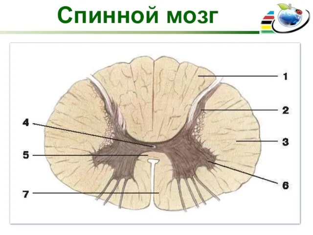Спинной мозг