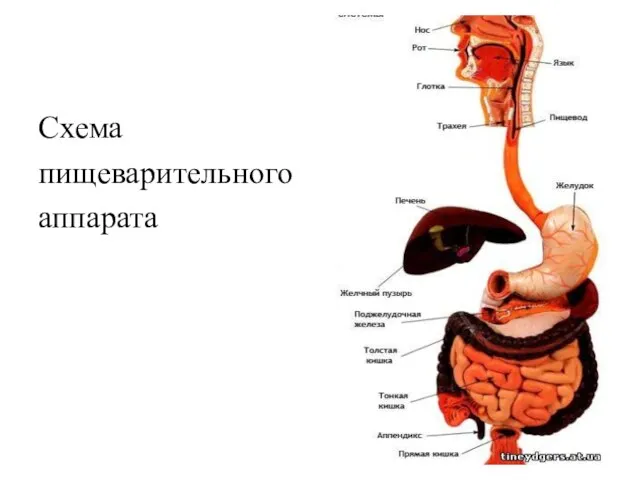 Схема пищеварительного аппарата