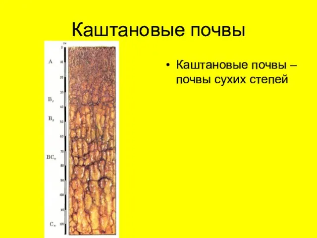 Каштановые почвы Каштановые почвы – почвы сухих степей