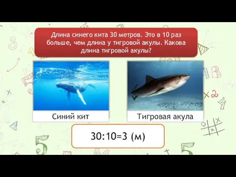 Длина синего кита 30 метров. Это в 10 раз больше, чем длина