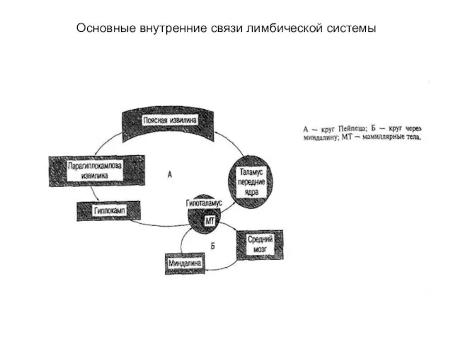 Основные внутренние связи лимбической системы