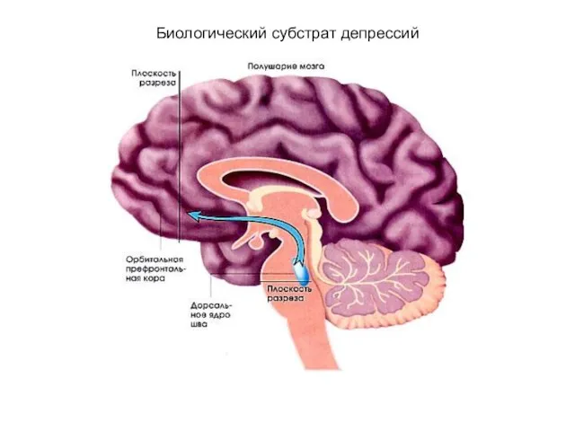 Биологический субстрат депрессий