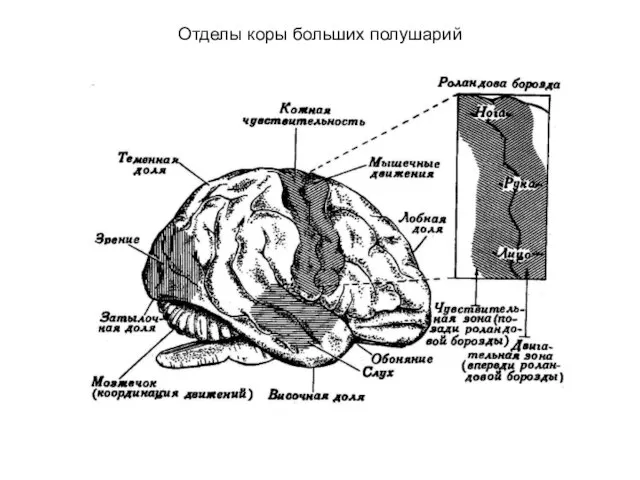 Отделы коры больших полушарий