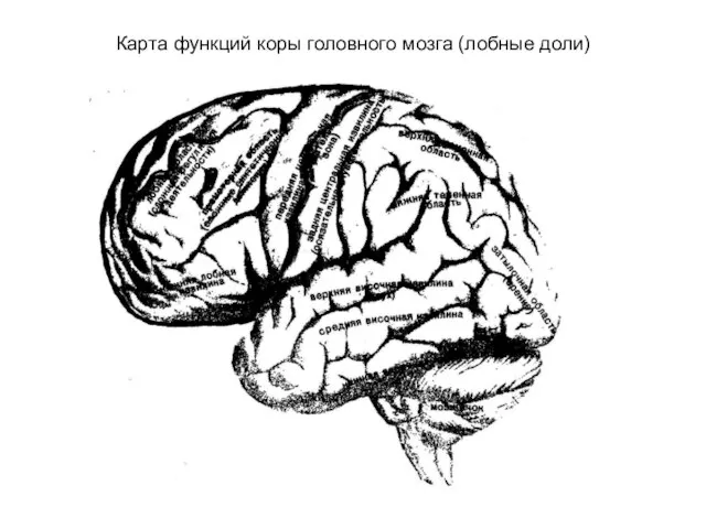 Карта функций коры головного мозга (лобные доли)