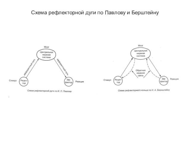 Схема рефлекторной дуги по Павлову и Берштейну