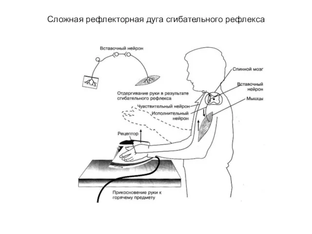 Сложная рефлекторная дуга сгибательного рефлекса