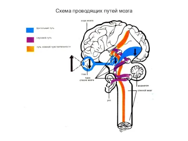 Схема проводящих путей мозга