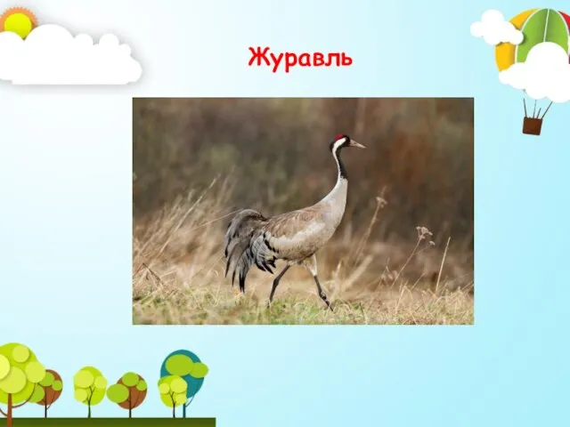 Журавль