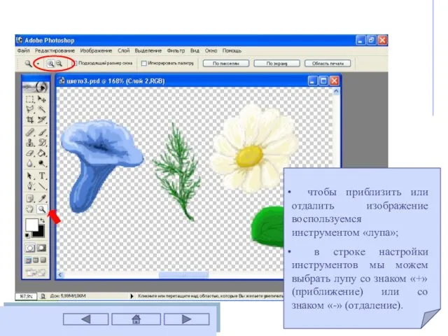 чтобы приблизить или отдалить изображение воспользуемся инструментом «лупа»; в строке настройки инструментов