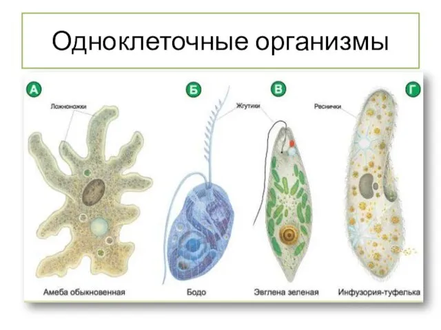 Одноклеточные животные строение. Одноклеточные организмы. Одноклеточные организмы названия. Слияние одноклеточных организмов. Одноклеточные организмы с ядром.