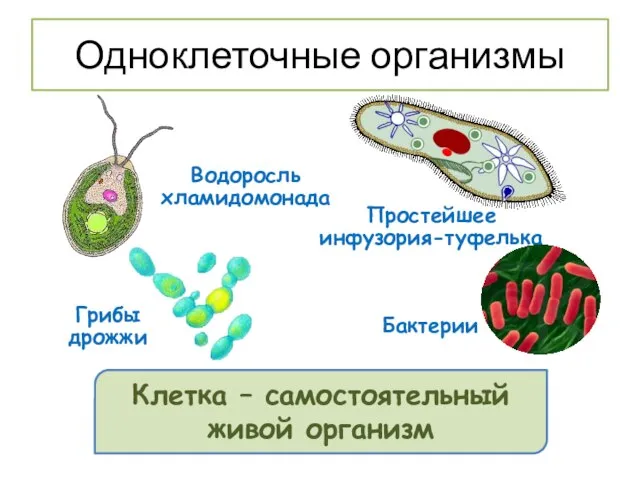 Водоросль хламидомонада Простейшее инфузория-туфелька Грибы дрожжи Бактерии Клетка – самостоятельный живой организм Одноклеточные организмы