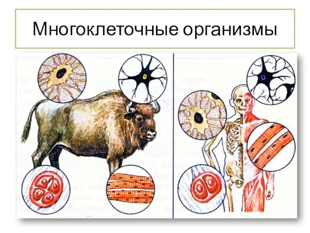 Ткани органы многоклеточных животных. Рисунок многоклеточного организма. Интеграция клеток многоклеточного организма. Одноклеточные многоклеточные неклеточные. Человек многоклеточный организм.