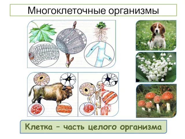 Основные системы органов многоклеточных животных