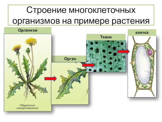 Орган Организм Ткани клетка Строение многоклеточных организмов на примере растения