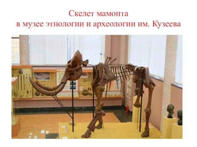 Скелет мамонта в музее этнологии и археологии им. Кузеева