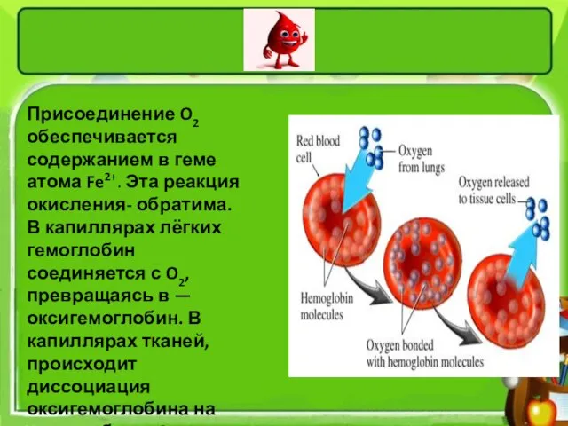 Присоединение O2 обеспечивается содержанием в геме атома Fe2+. Эта реакция окисления- обратима.