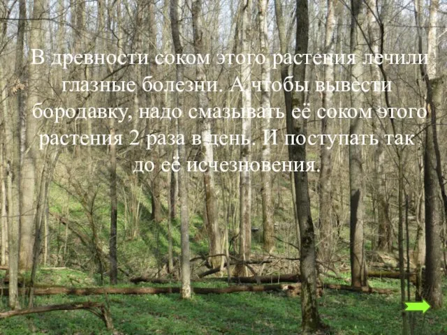 В древности соком этого растения лечили глазные болезни. А чтобы вывести бородавку,