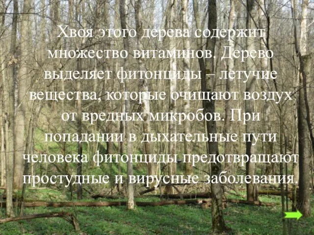 Хвоя этого дерева содержит множество витаминов. Дерево выделяет фитонциды – летучие вещества,