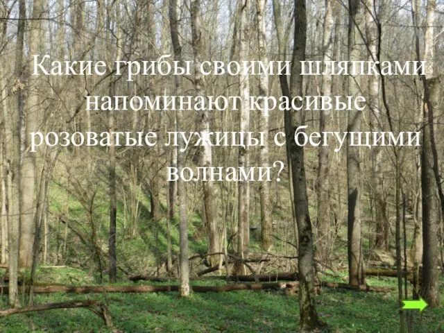 Какие грибы своими шляпками напоминают красивые розоватые лужицы с бегущими волнами?