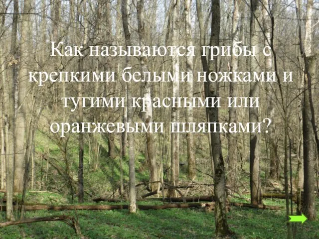 Как называются грибы с крепкими белыми ножками и тугими красными или оранжевыми шляпками?