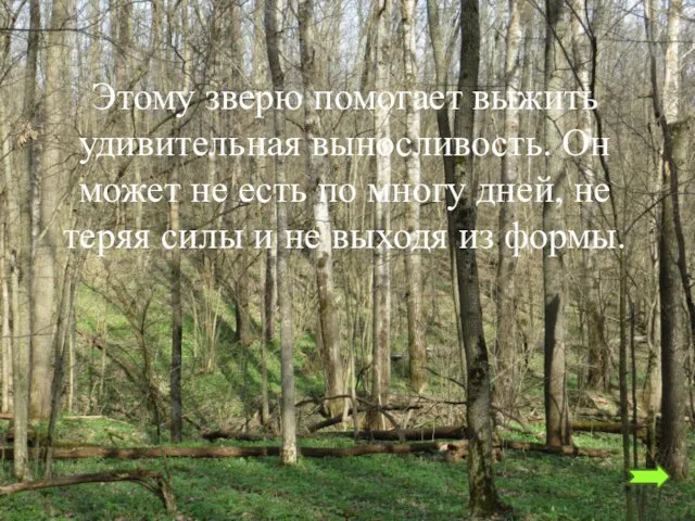 Этому зверю помогает выжить удивительная выносливость. Он может не есть по многу