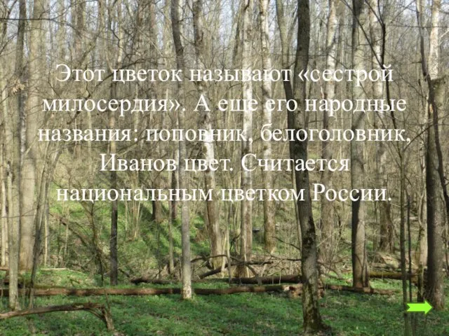 Этот цветок называют «сестрой милосердия». А еще его народные названия: поповник, белоголовник,