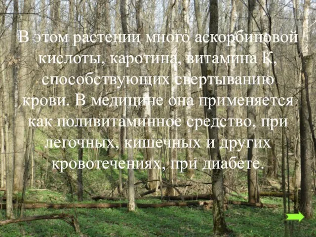 В этом растении много аскорбиновой кислоты, каротина, витамина К, способствующих свертыванию крови.