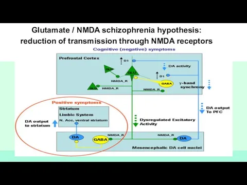 Glutamate / NMDA schizophrenia hypothesis: reduction of transmission through NMDA receptors