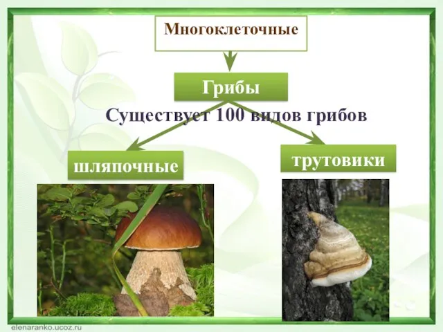 Грибы Многоклеточные трутовики шляпочные Существует 100 видов грибов