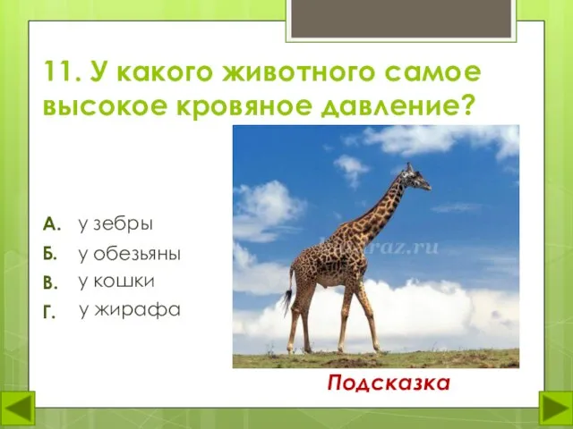 11. У какого животного самое высокое кровяное давление? у зебры А. Б.