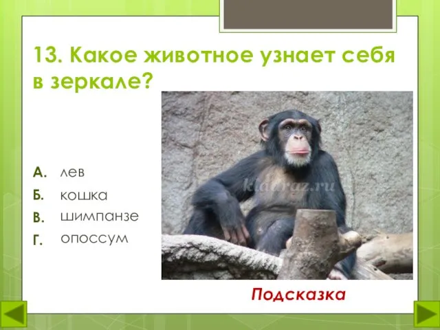 13. Какое животное узнает себя в зеркале? лев А. Б. В. Г. кошка шимпанзе опоссум Подсказка