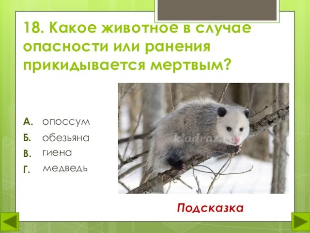 18. Какое животное в случае опасности или ранения прикидывается мертвым? опоссум А.